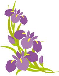 菖蒲の挿絵